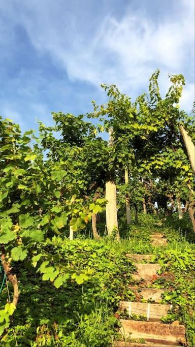 Adorable Guesthouse In The Middle Of Vineyards Ptujska Gora Exterior photo